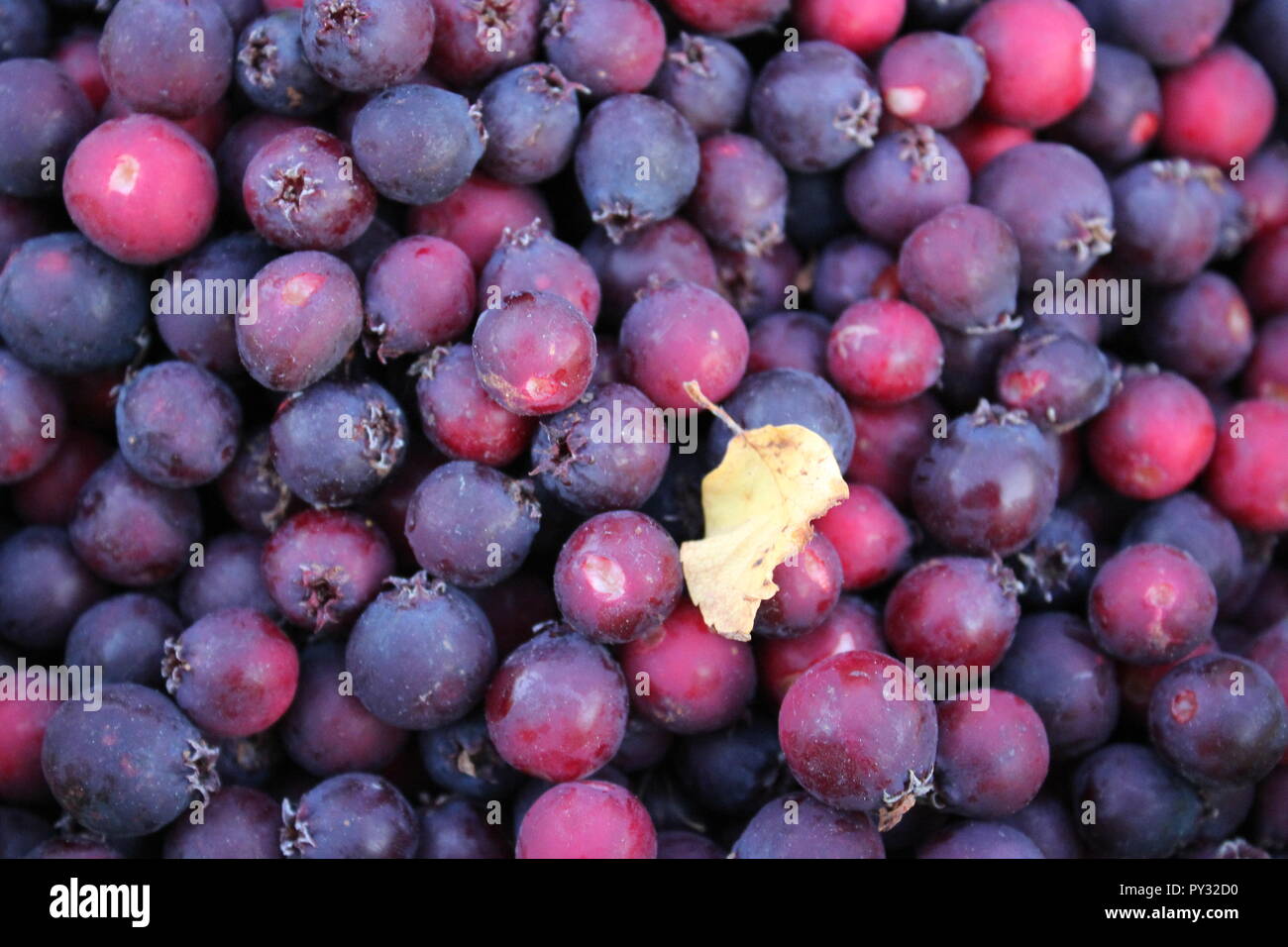 Bacche di saskatoon in una ciotola Foto Stock