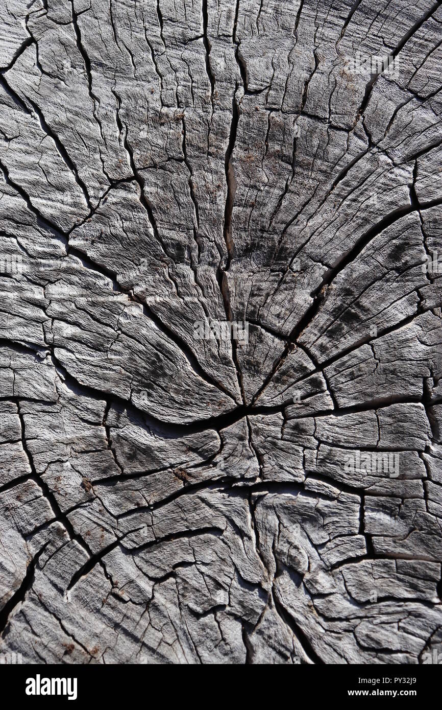 Luce di legno naturale consistenza, per videogiochi, segni, visual design, niente! Foto Stock