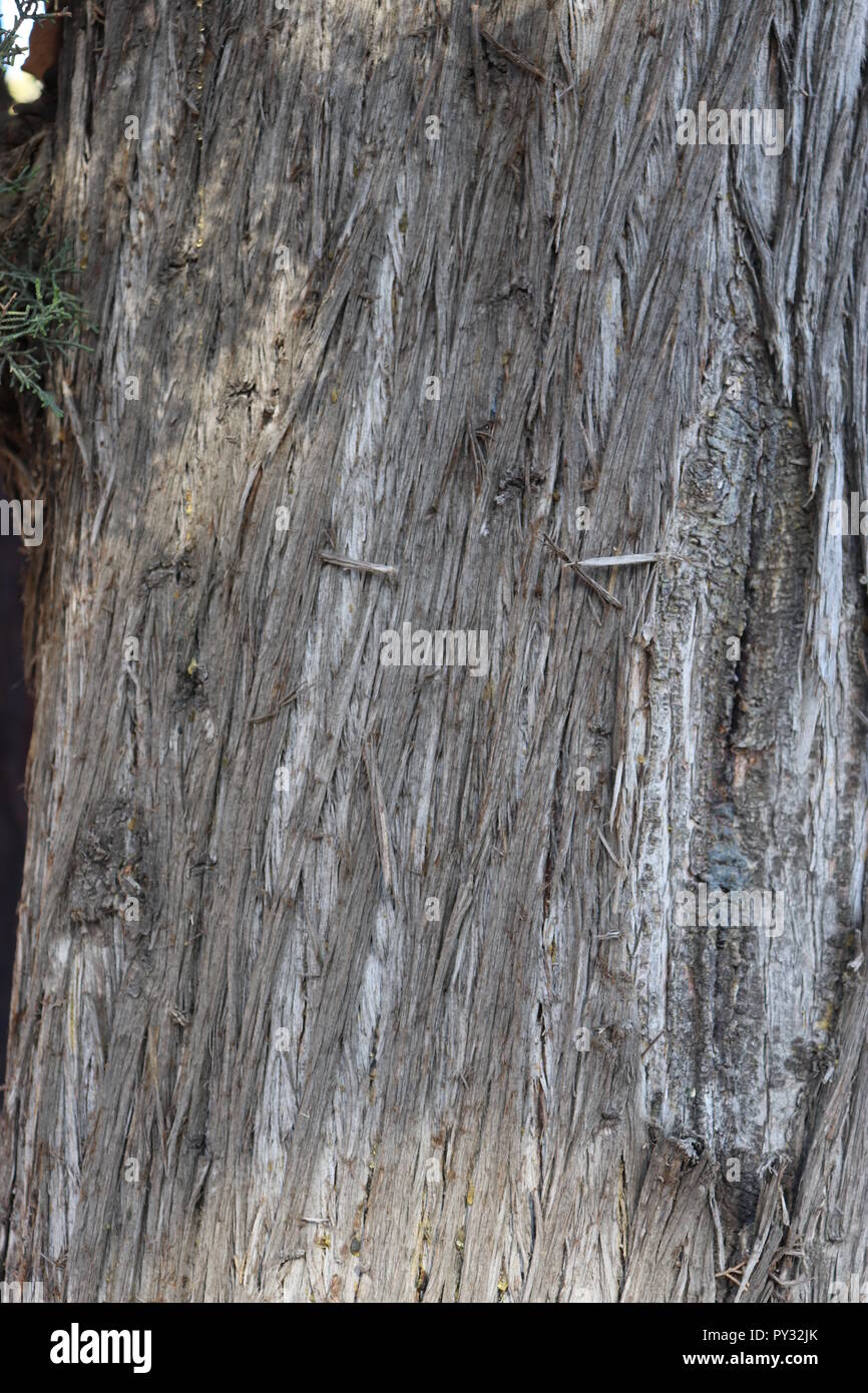 Luce di legno naturale consistenza, per videogiochi, segni, visual design, niente! Foto Stock