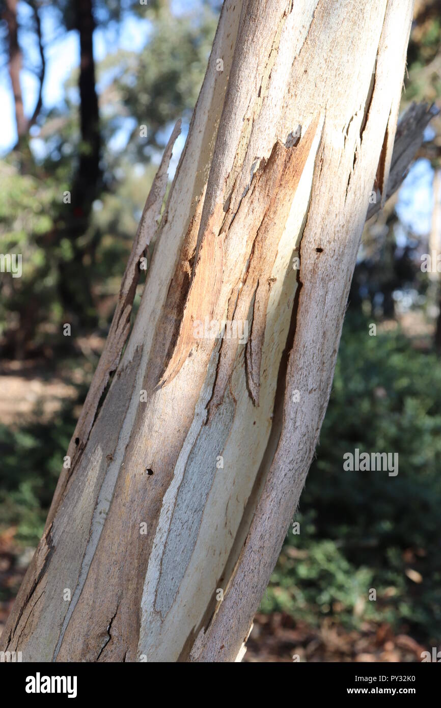 Luce di legno naturale consistenza, per videogiochi, segni, visual design, niente! Foto Stock
