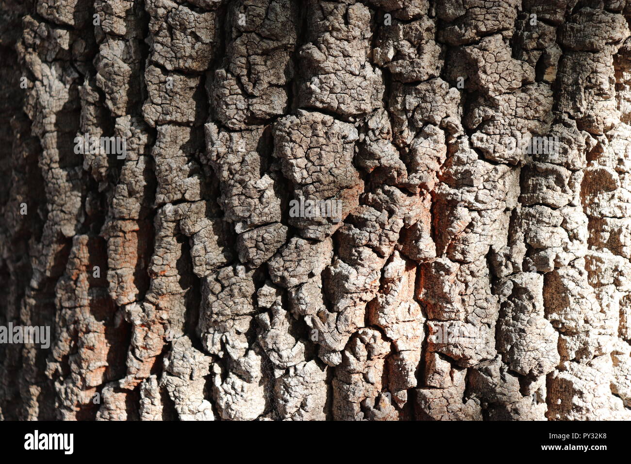 Immagine di buio, legno naturale che può essere utilizzato per una varietà di motivi tessiturali. Aggiungere texture di oggetti di gioco, segni, il vostro visual design, niente! Foto Stock