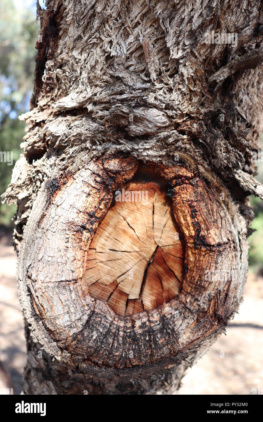 Immagine di buio, legno naturale che può essere utilizzato per una varietà di motivi tessiturali. Aggiungere texture di oggetti di gioco, segni, il vostro visual design, niente! Foto Stock