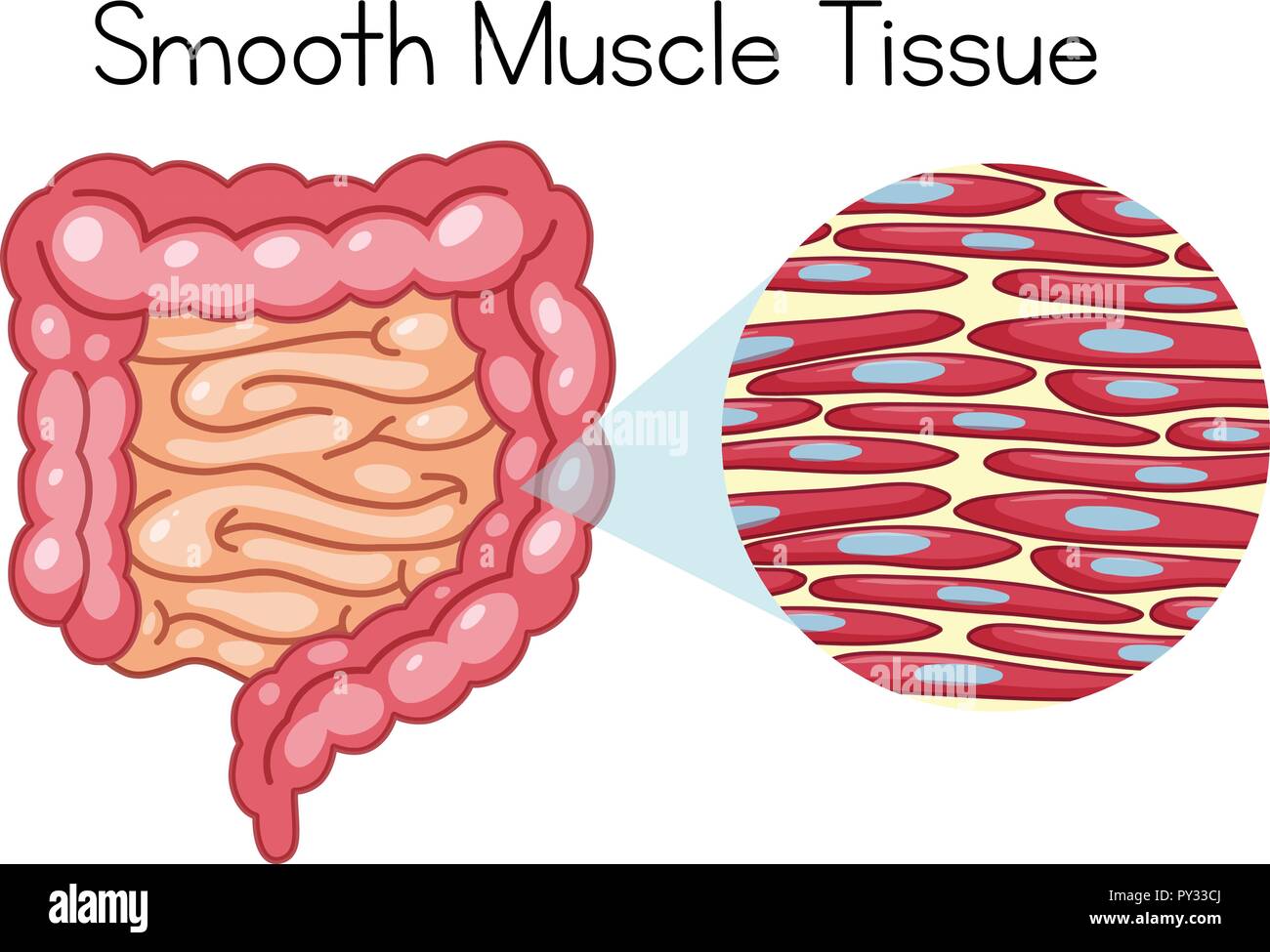 Anatomia di tessuto muscolare liscio illustrazione Immagine e Vettoriale -  Alamy