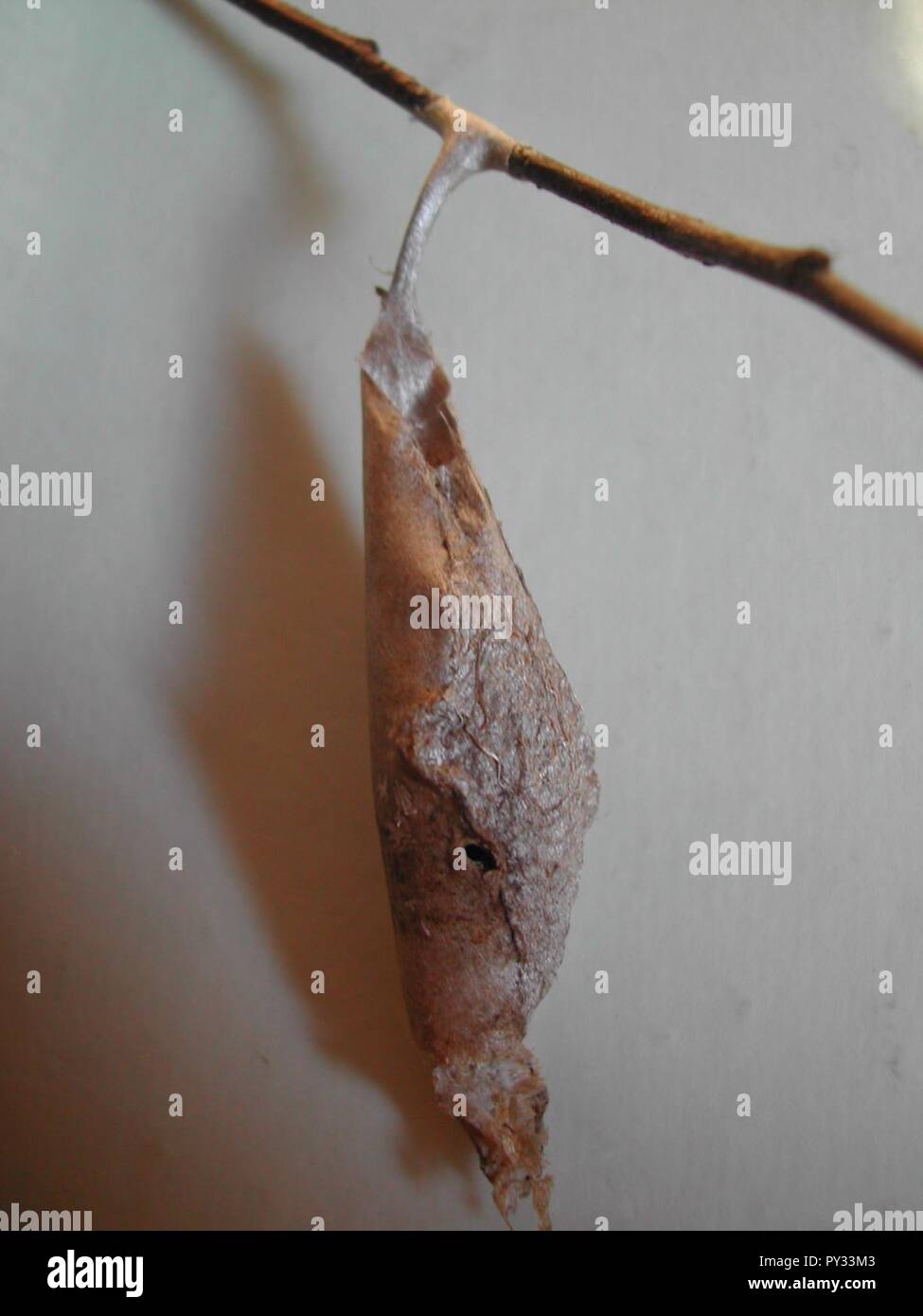 Callosamia promethea pupa. Foto Stock