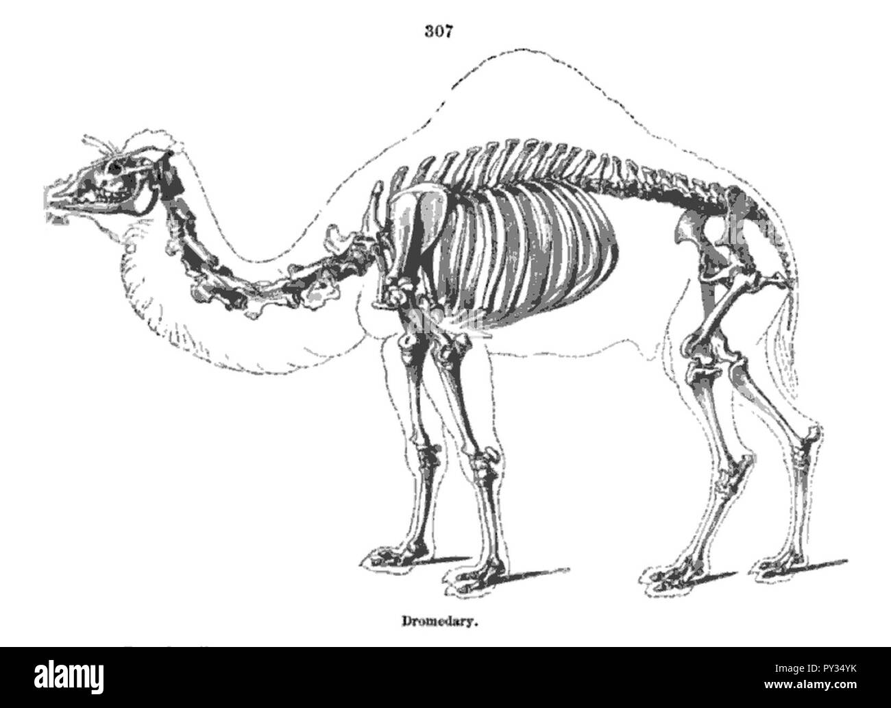 Lo scheletro del cammello - Richard Owen - sull'anatomia dei vertebrati (1866). Foto Stock
