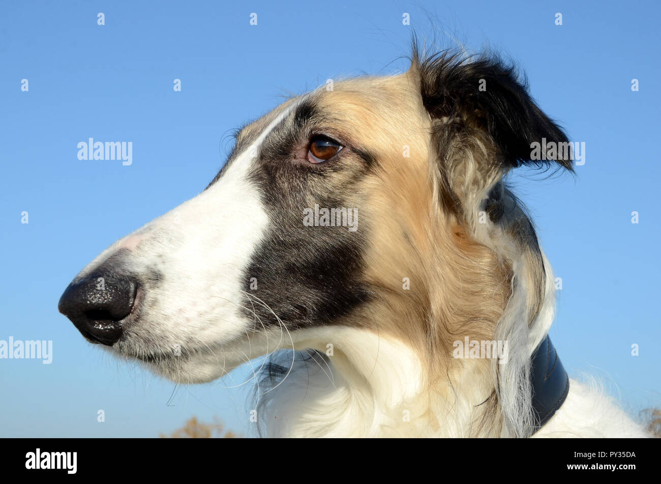 Cane si faccia verticale laterale Foto Stock