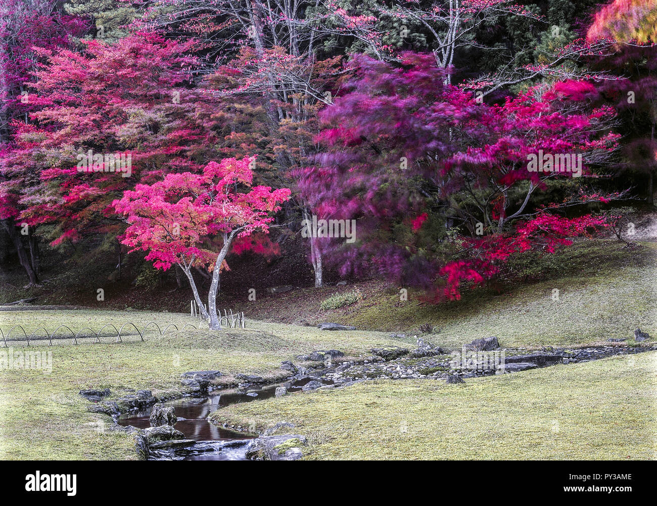 Rote Ahornbaeume nel Parco herbstlichem, Giappone Foto Stock