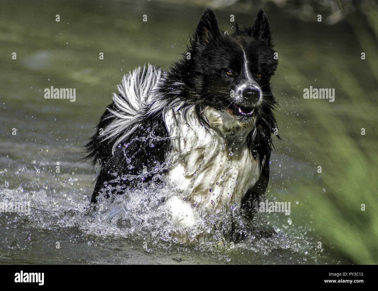 Hund springt durch Wasser Foto Stock