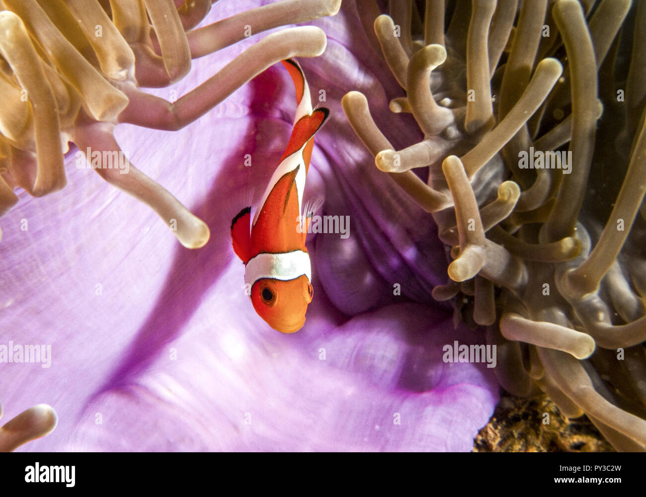 Clownfisch, Unterwasseraufnahme Foto Stock