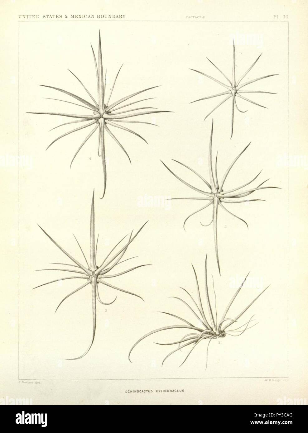 Cactaceae del confine (piastra 30) Foto Stock