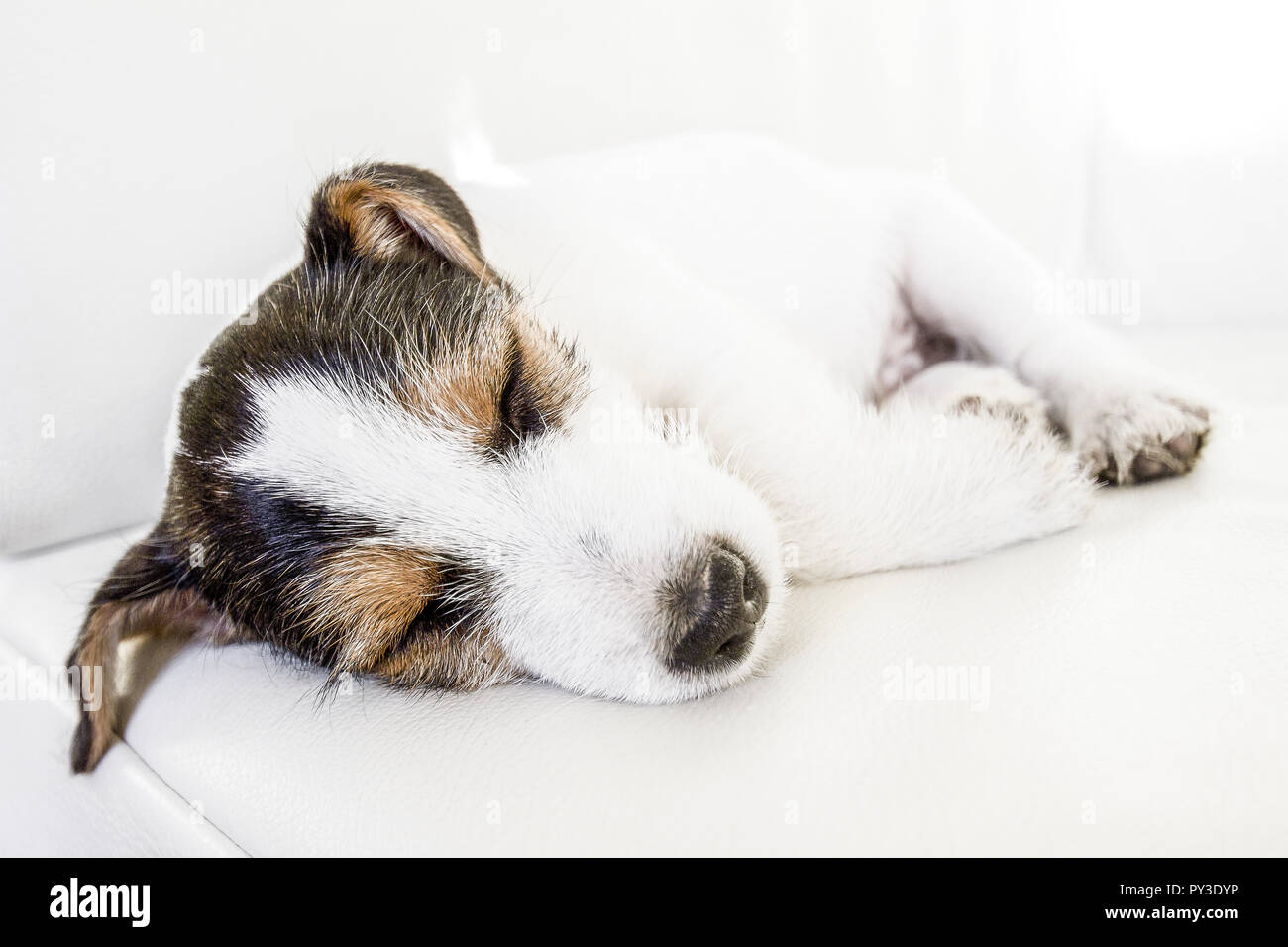 Jack Russell Terrier, Welpe, schlafend Foto Stock