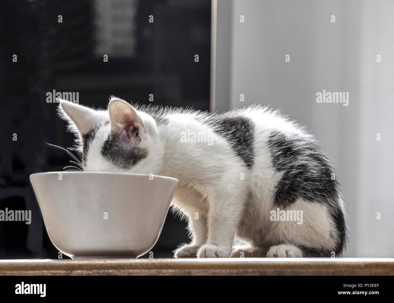 Kaetzchen mit Milch Foto Stock