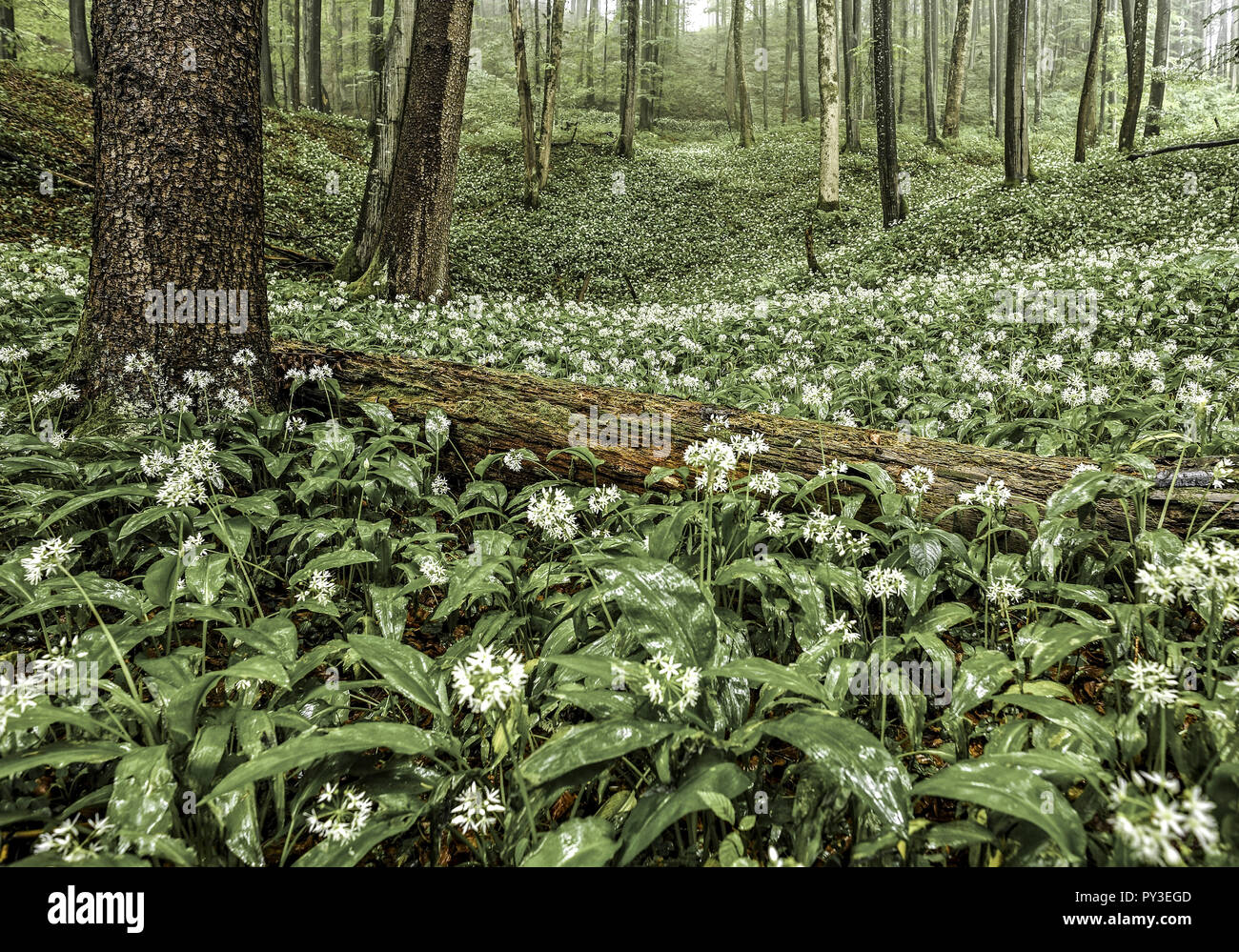 Bluehender Baerlauch im Wald Foto Stock