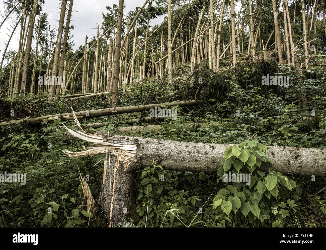 Fichtenwald mit Sturmschaeden Foto Stock