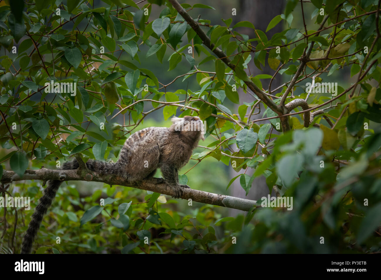 Comune di scimmia marmoset - Rio de Janeiro, Brasile Foto Stock