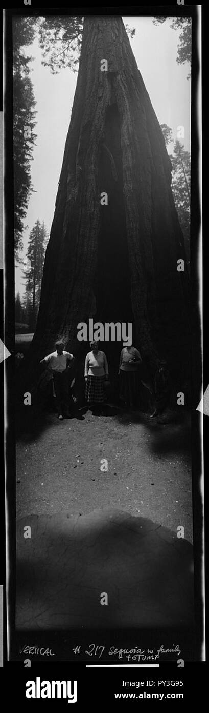 California, Yiosemite, famiglia di fronte sequoia Foto Stock