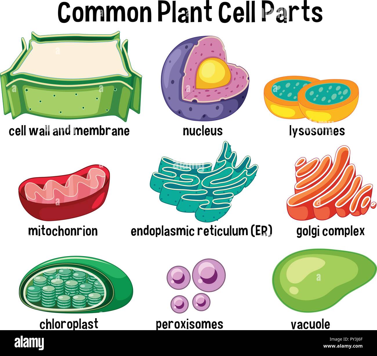 Comune di cellule vegetali illustrazione delle parti Illustrazione Vettoriale