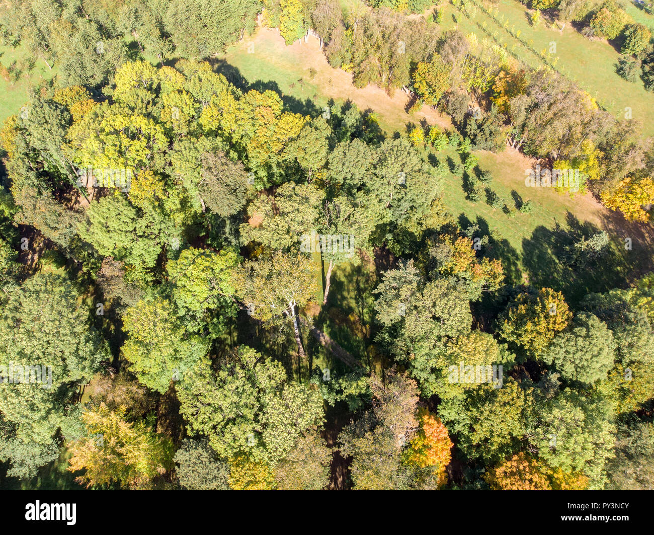 In autunno il paesaggio naturale. Gli alberi del parco vista dall'alto. drone fotografia Foto Stock