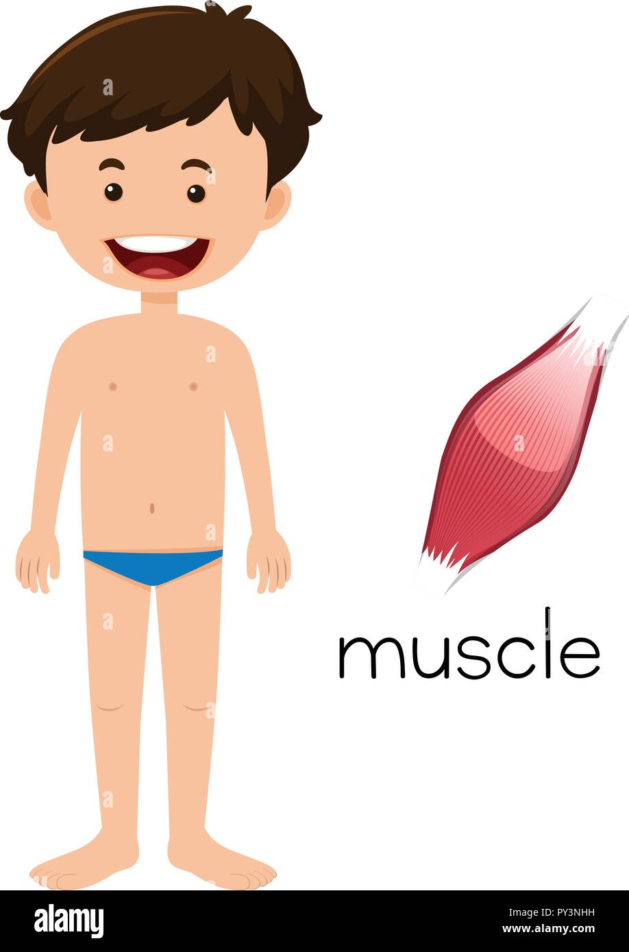 Un cartone animato del muscolo umano illustrazione Illustrazione Vettoriale