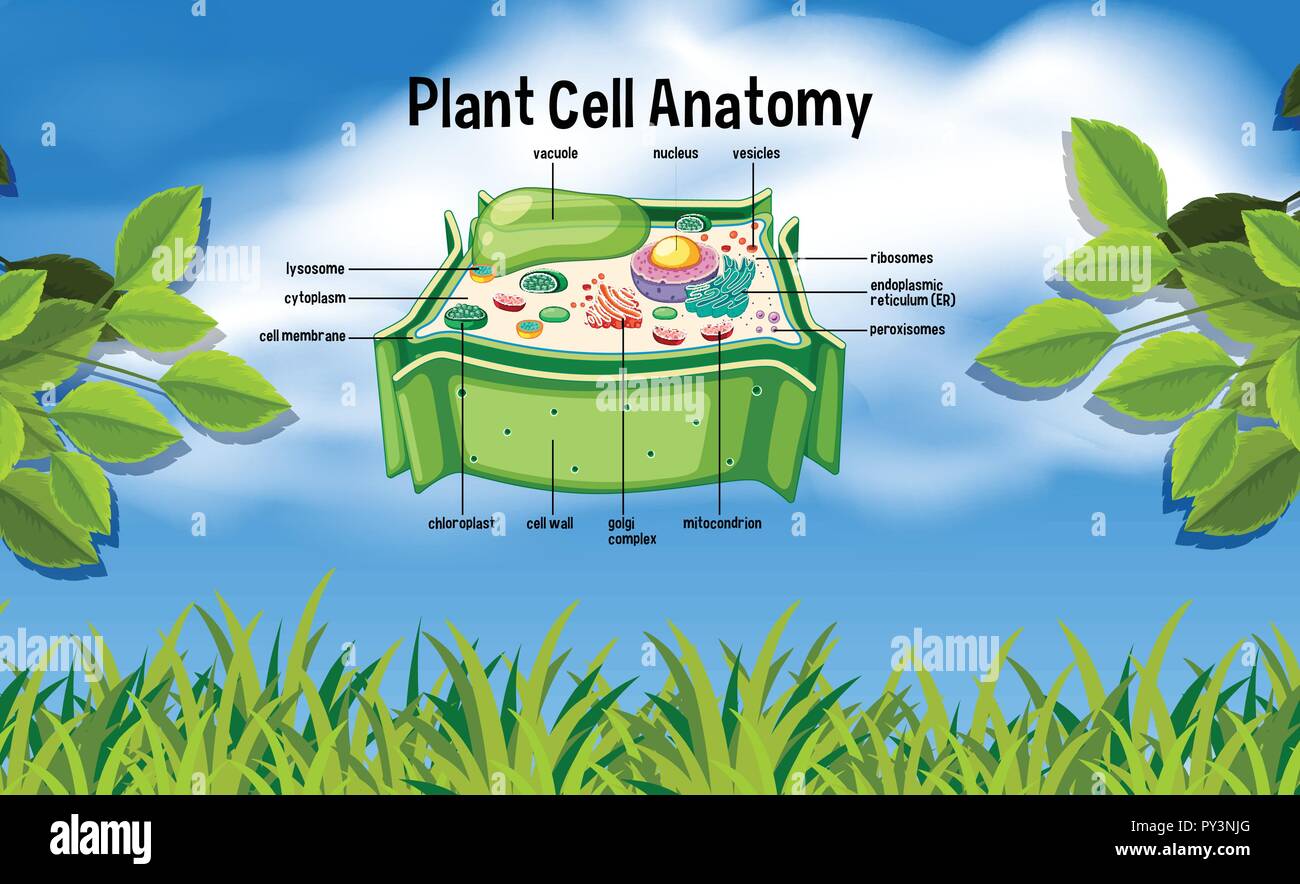 Cellula vegetale anatomia in natura illustrazione Illustrazione Vettoriale