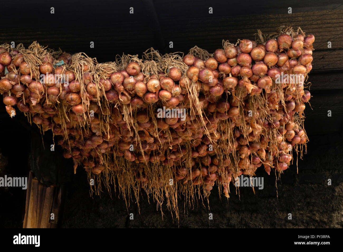 Appendere le cipolle per lo stoccaggio vicino a Pune, Maharashtra. Foto Stock