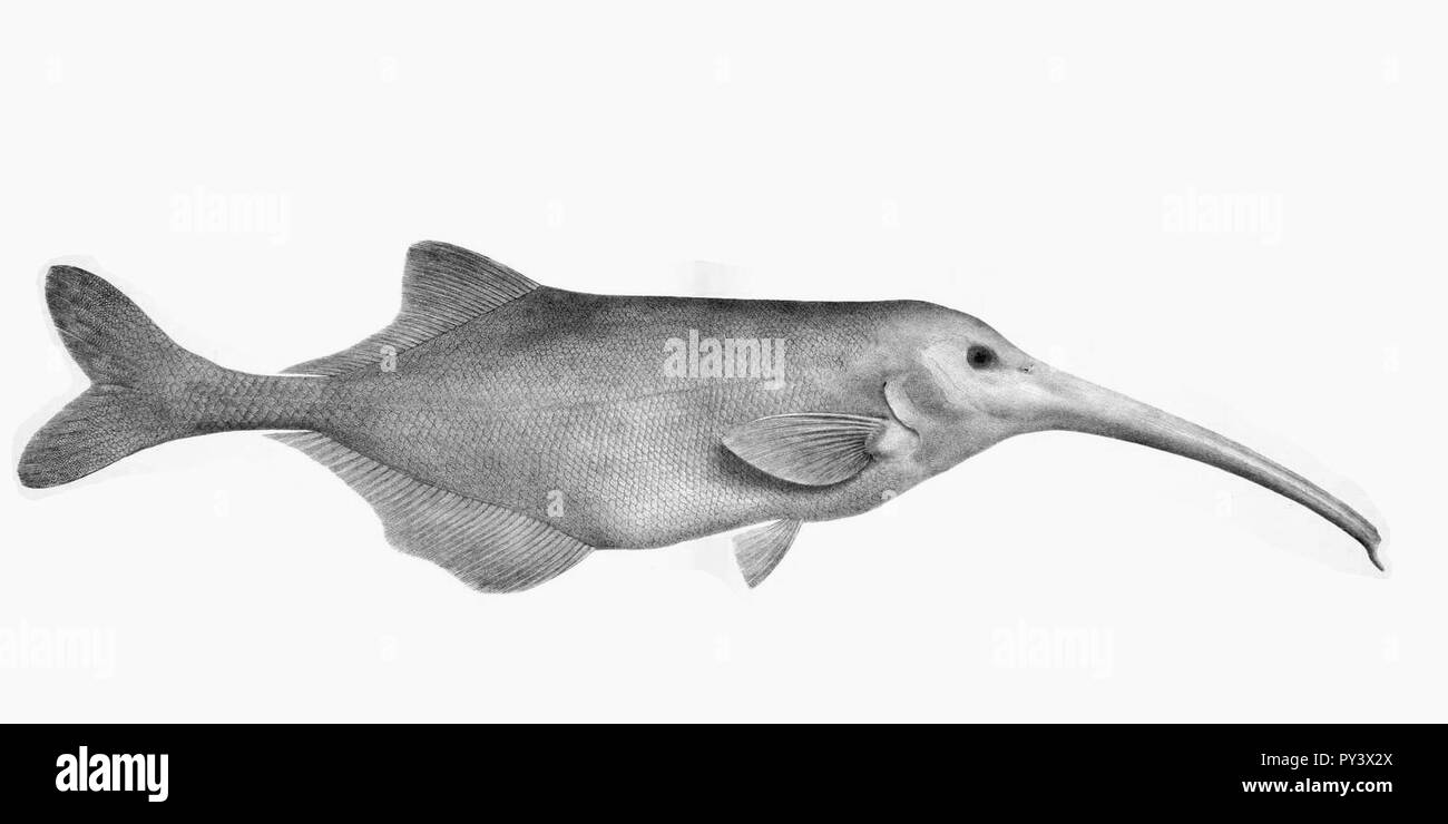 Campylomormyrus numenius Boulenger. Foto Stock