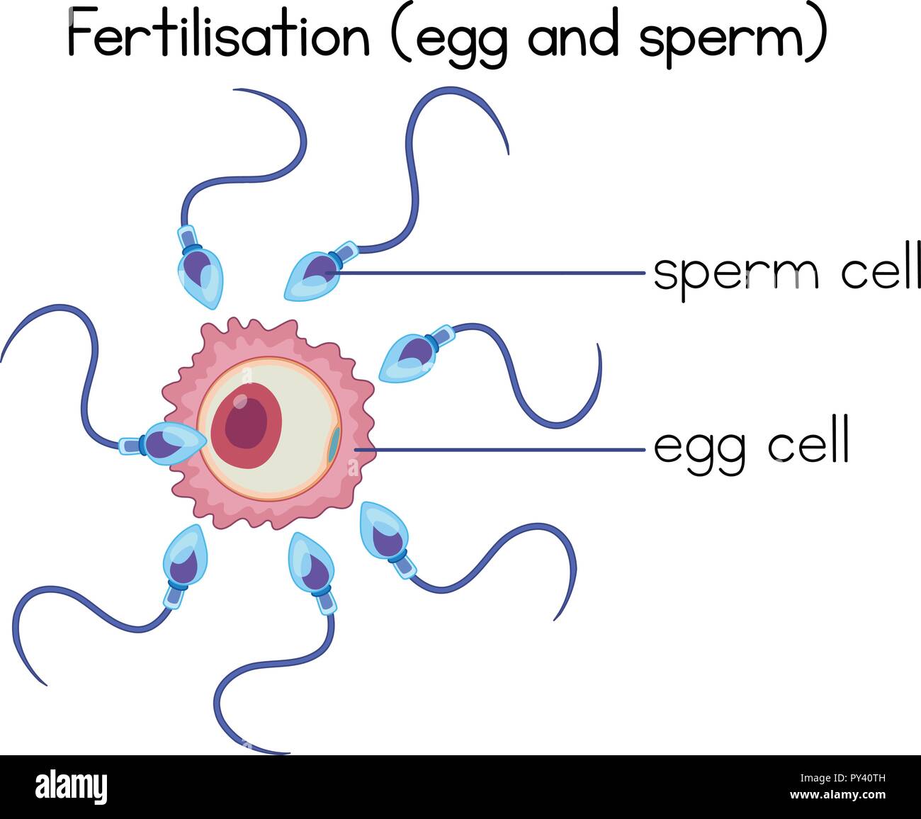 La fertilizzazione di uova e sperma schema illustrativo Illustrazione Vettoriale