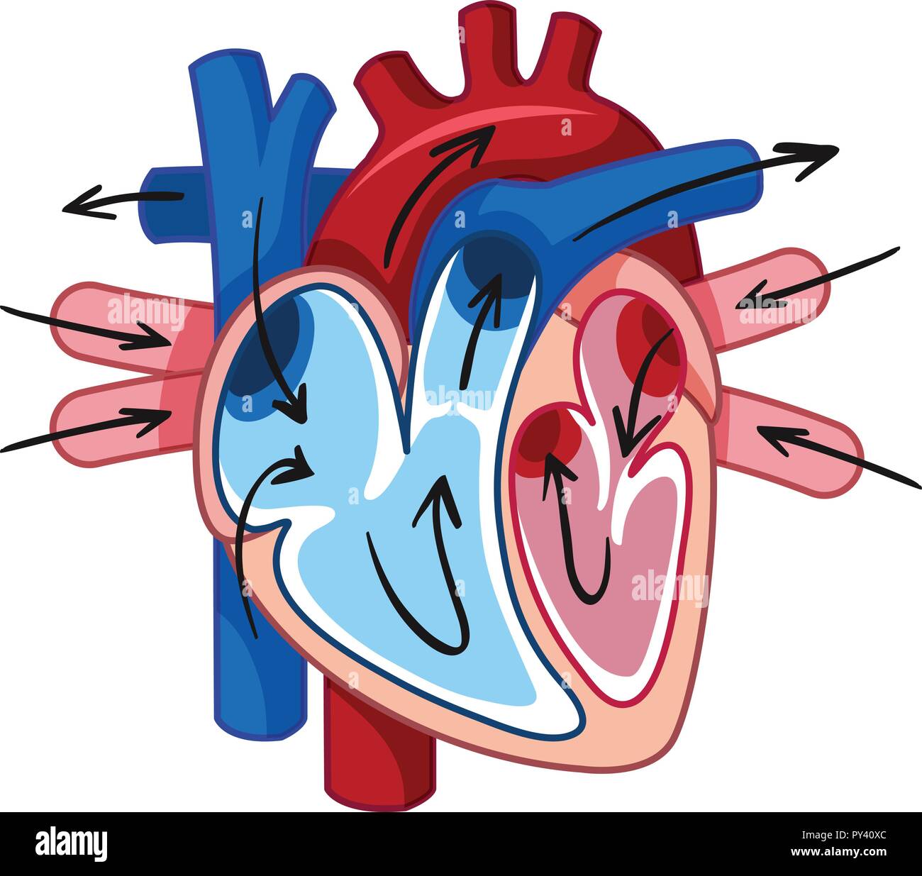 Il cuore umano e con il vaso sanguigno illustrazione Illustrazione Vettoriale