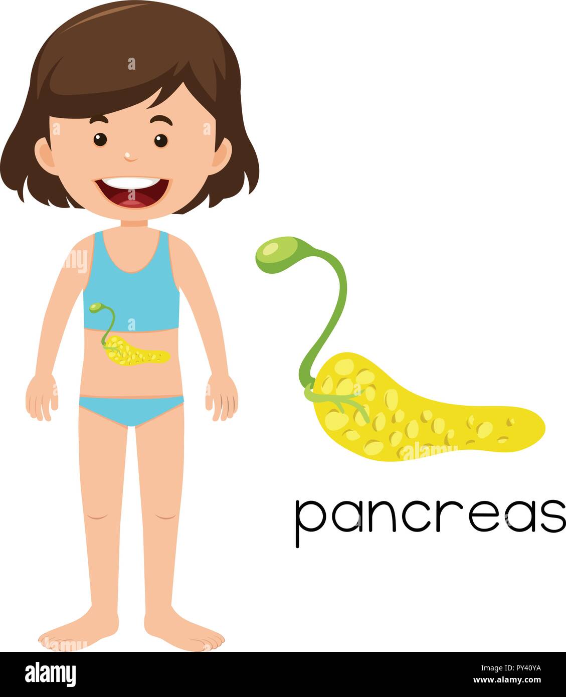 Ragazza con il posizionamento del pancreas illustrazione Illustrazione Vettoriale