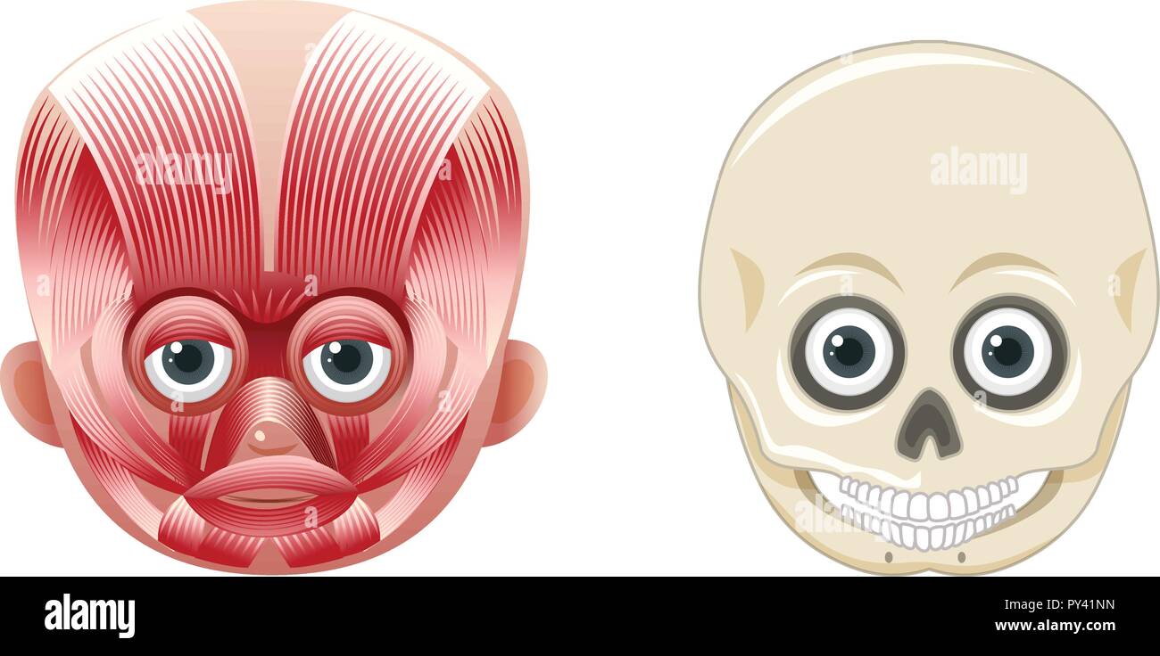 Volto umano anatomia e illustrazione del cranio Illustrazione Vettoriale