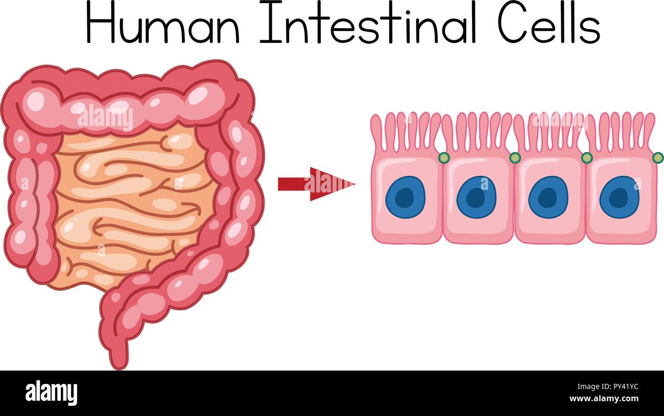 Umani cellule intestinali su sfondo bianco illustrazione Illustrazione Vettoriale