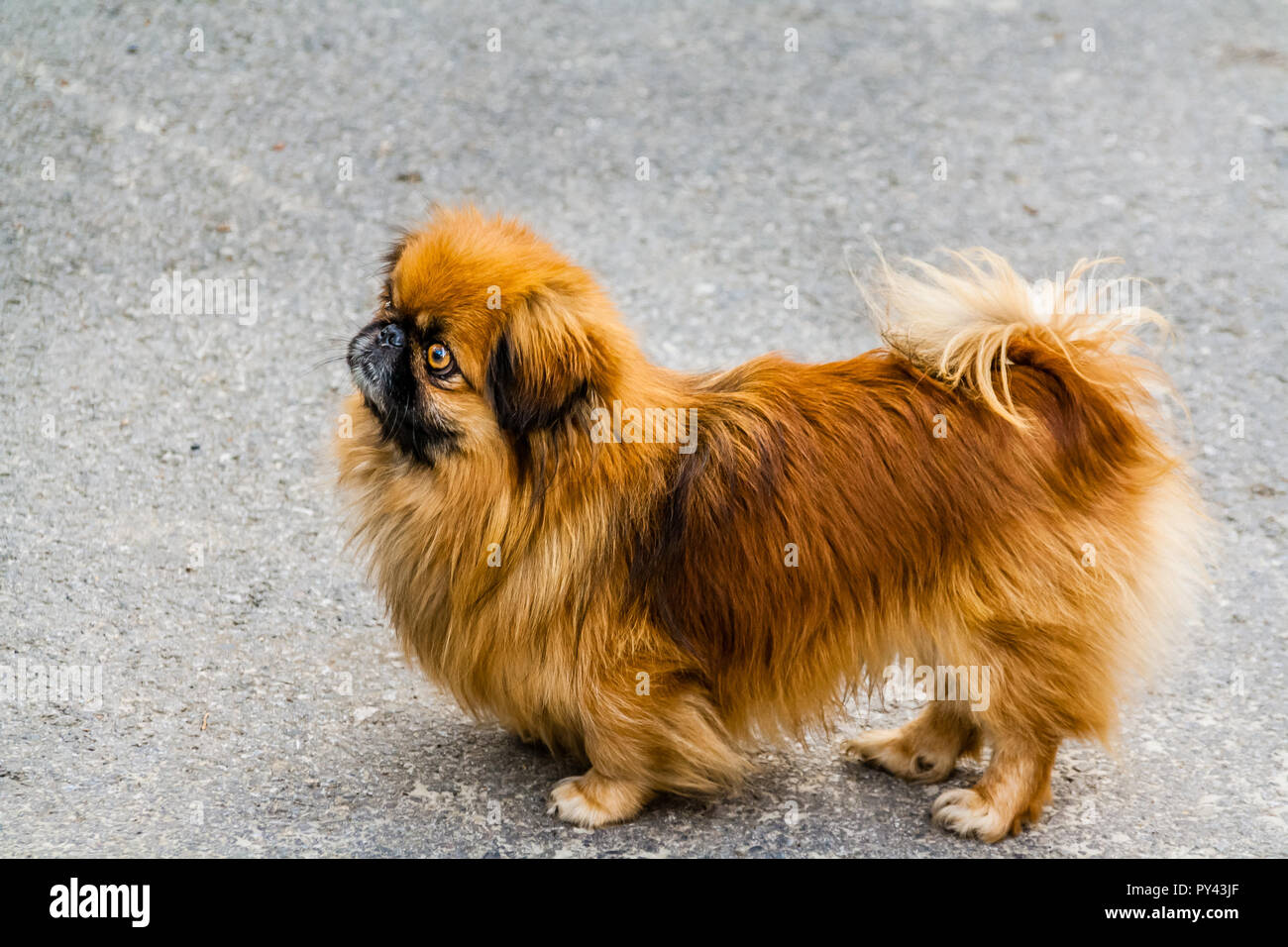 Lo zenzero Pekinese dog, guardando verso l'alto. Foto Stock