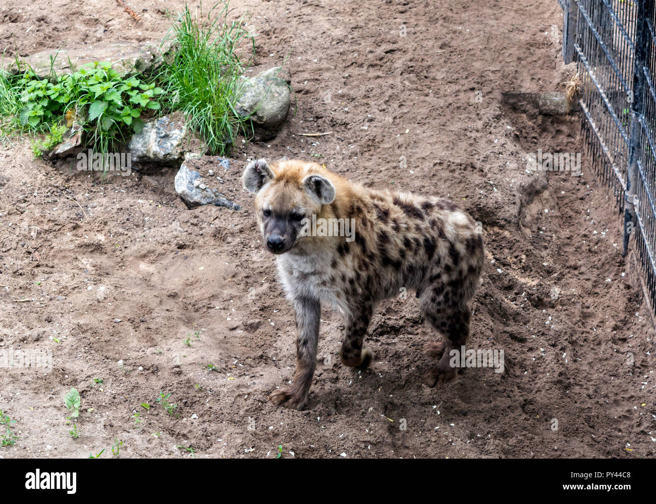 Spotted hyena (Crocuta crocuta), noto anche come il ridere iena, in piedi con zampa sollevata. Foto Stock