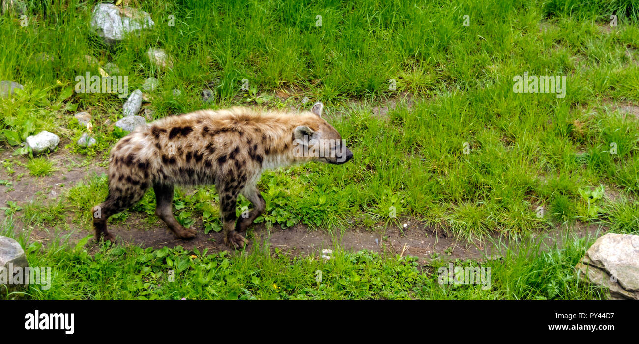 Spotted hyena (Crocuta crocuta), noto anche come il ridere iena, passeggiate nel profilo lungo prato verde. Foto Stock