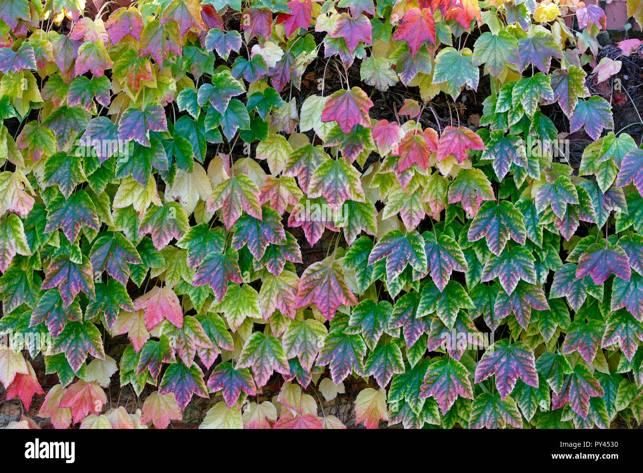 Boston Ivy, Parthenocissus tricuspidata, chiamato anche uva di edera e di edera giapponese o giapponese il superriduttore e dal nome Woodbine Foto Stock