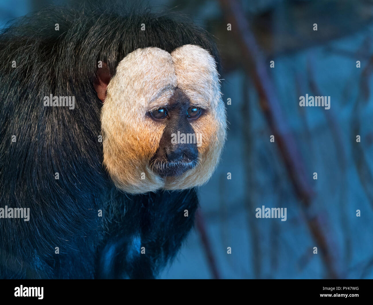 Di fronte bianco-saki Pithecia pithecia Captive ritratto Foto Stock