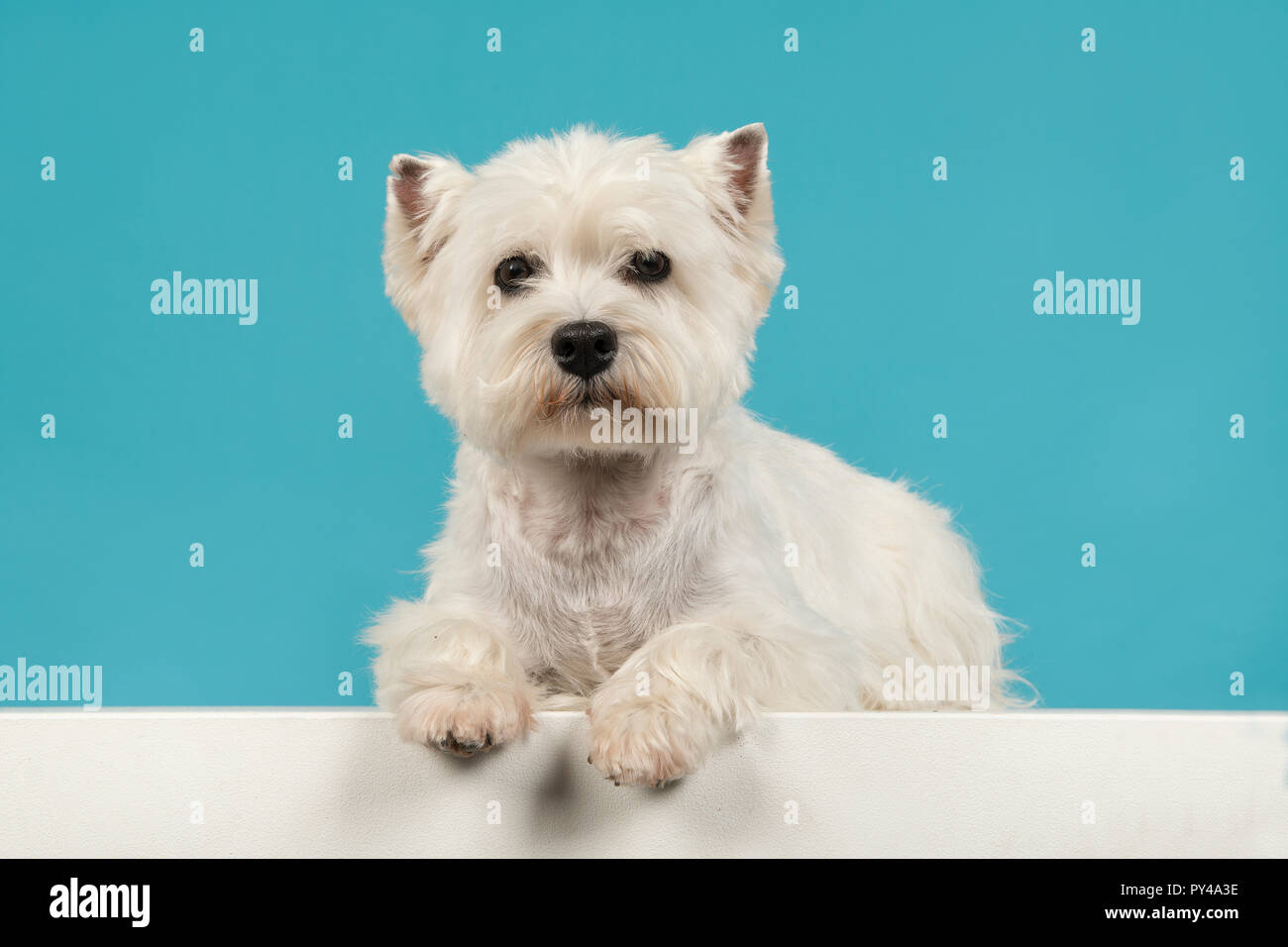 Seduta carino West Highland White Terrier o westie sdraiato guardando la telecamera su uno sfondo blu Foto Stock