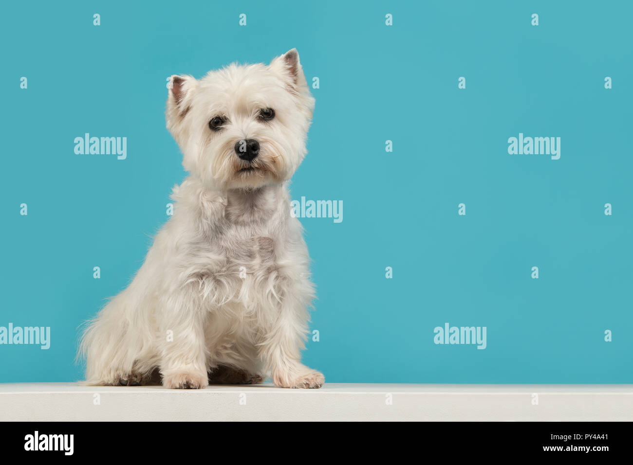 Seduta carino West Highland White Terrier o westie guardando la telecamera su uno sfondo blu con spazio di copia Foto Stock