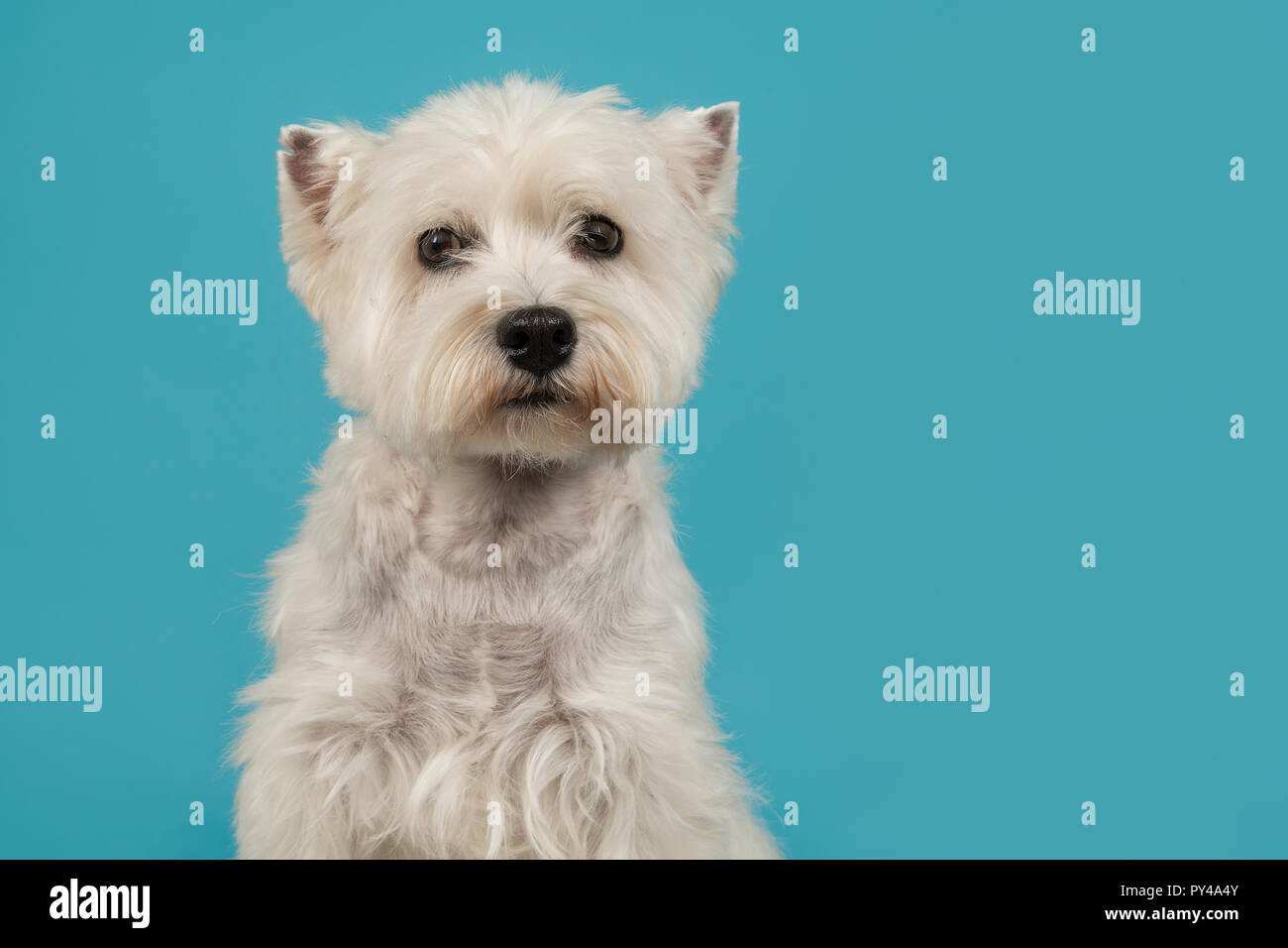 Ritratto di un West Highland White Terrier o westie cane guardando la telecamera su uno sfondo blu Foto Stock