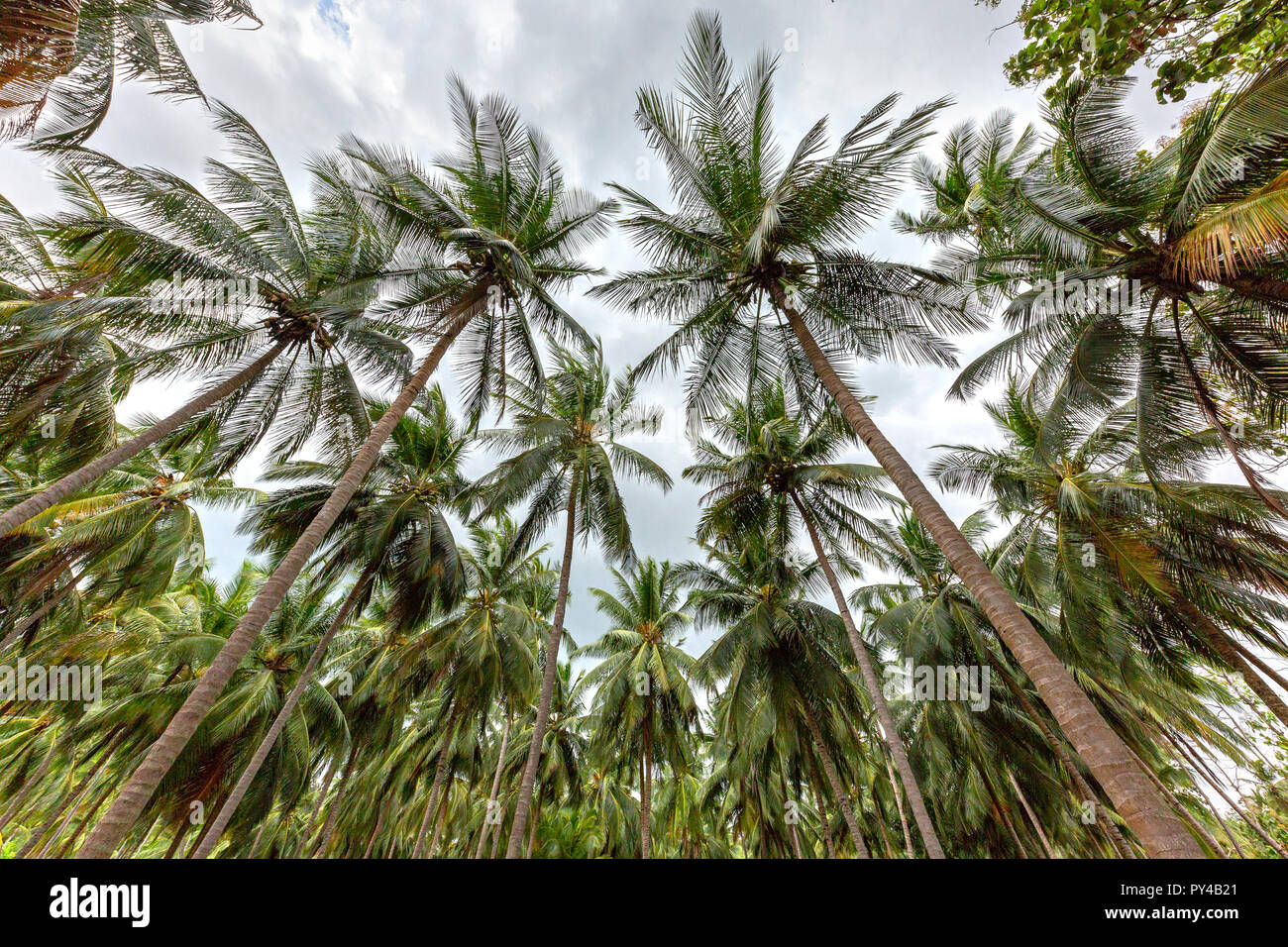 Alberi di noce di cocco in Sri Lanka Foto Stock