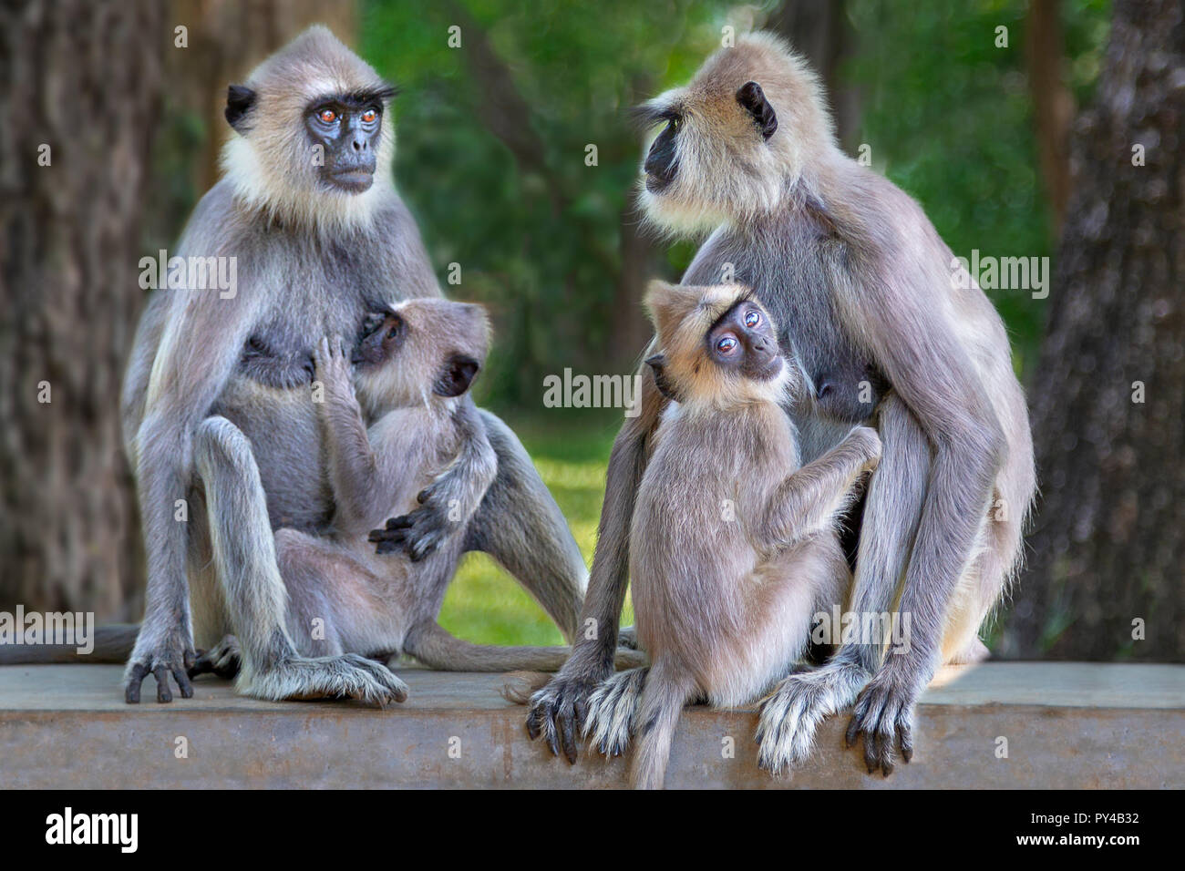 Scimmie Langur in Sri Lanka Foto Stock