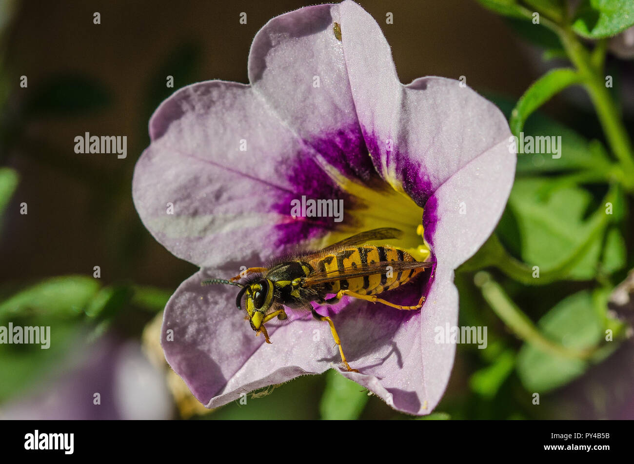 Per le piante e fiori, vespe sono insetti utili che aiuti a impollinazione. Vespe alimentano anche sugli insetti che danneggiano le piante. Foto Stock