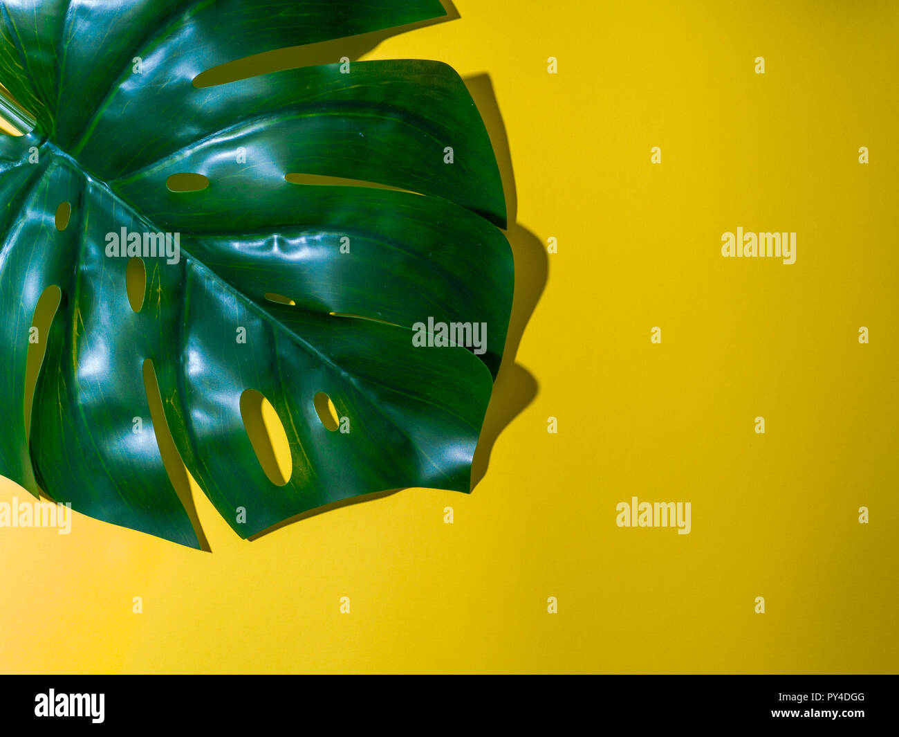Foglia di monstera Ceylon su sfondo giallo. Pianta tropicale monstera in hard light. Copia spazio per il testo. Layout creativi foglie di monstera decorazione per il design di composizione, sfondo Foto Stock