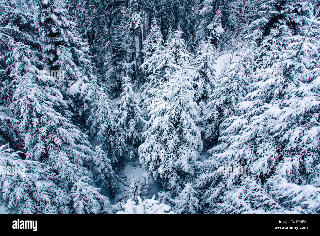 Vista della coperta di neve pineta in Svizzera. Foto Stock