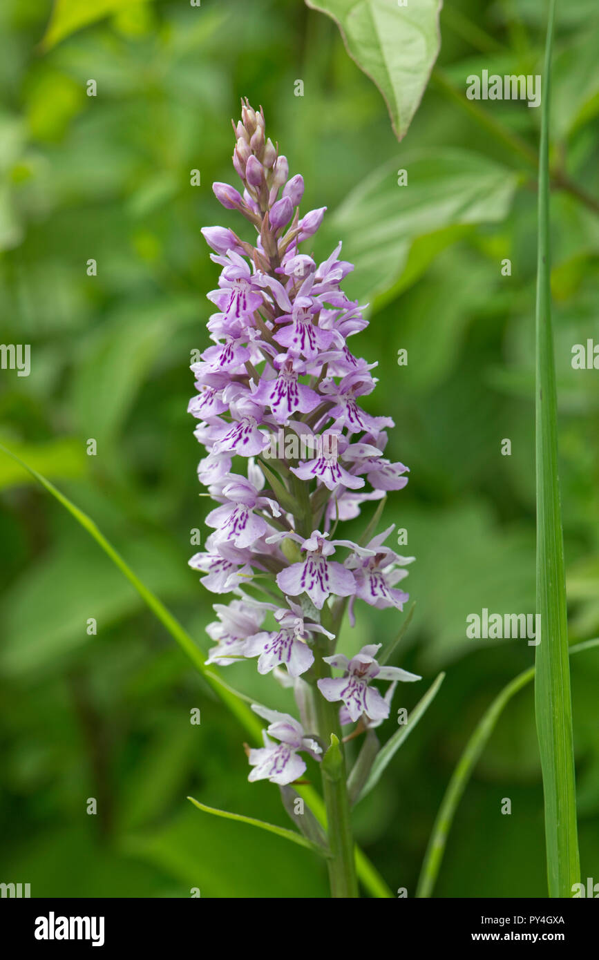 Avvistato comune, orchidea Dactylorhiza fuchsii, fiore spike su piante che crescono su chalk downland, Berkshire, Giugno Foto Stock