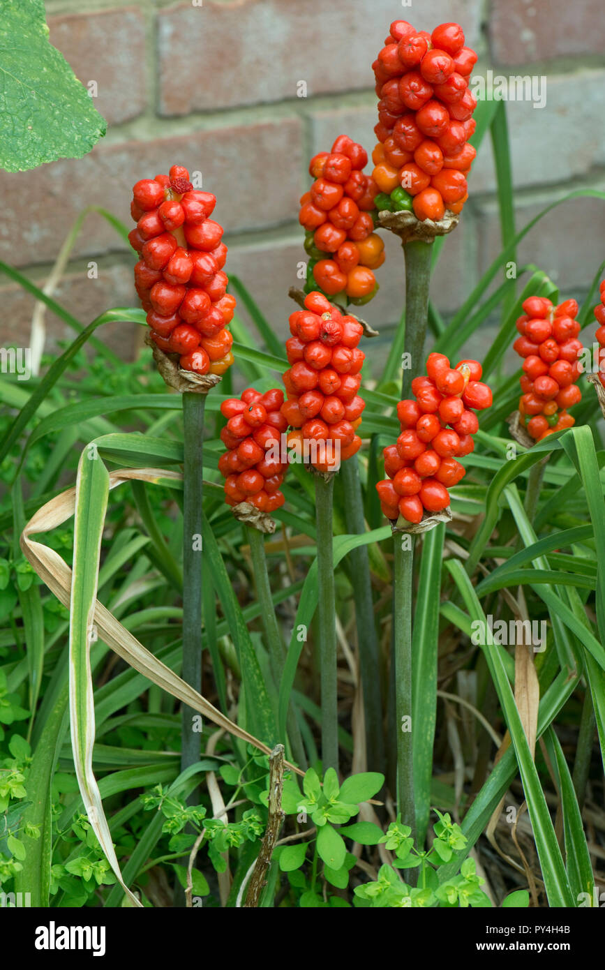 Frutti maturi rossi o di bacche su wild arum, cuculo pinta o signori e signore, Arum maculatum, Berkshire, Giugno Foto Stock