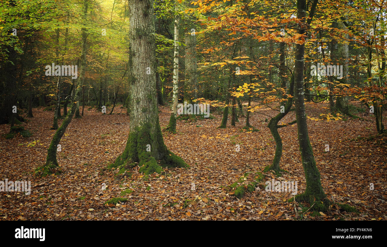 Bosco autunnale in scena al Vescovo il legno, Dundrum, nella contea di Tipperary, Irlanda Foto Stock