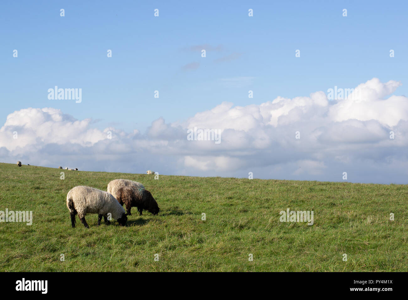 Pecore in un campo del South Downs. Una giornata di sole con alcune nuvole. Foto Stock