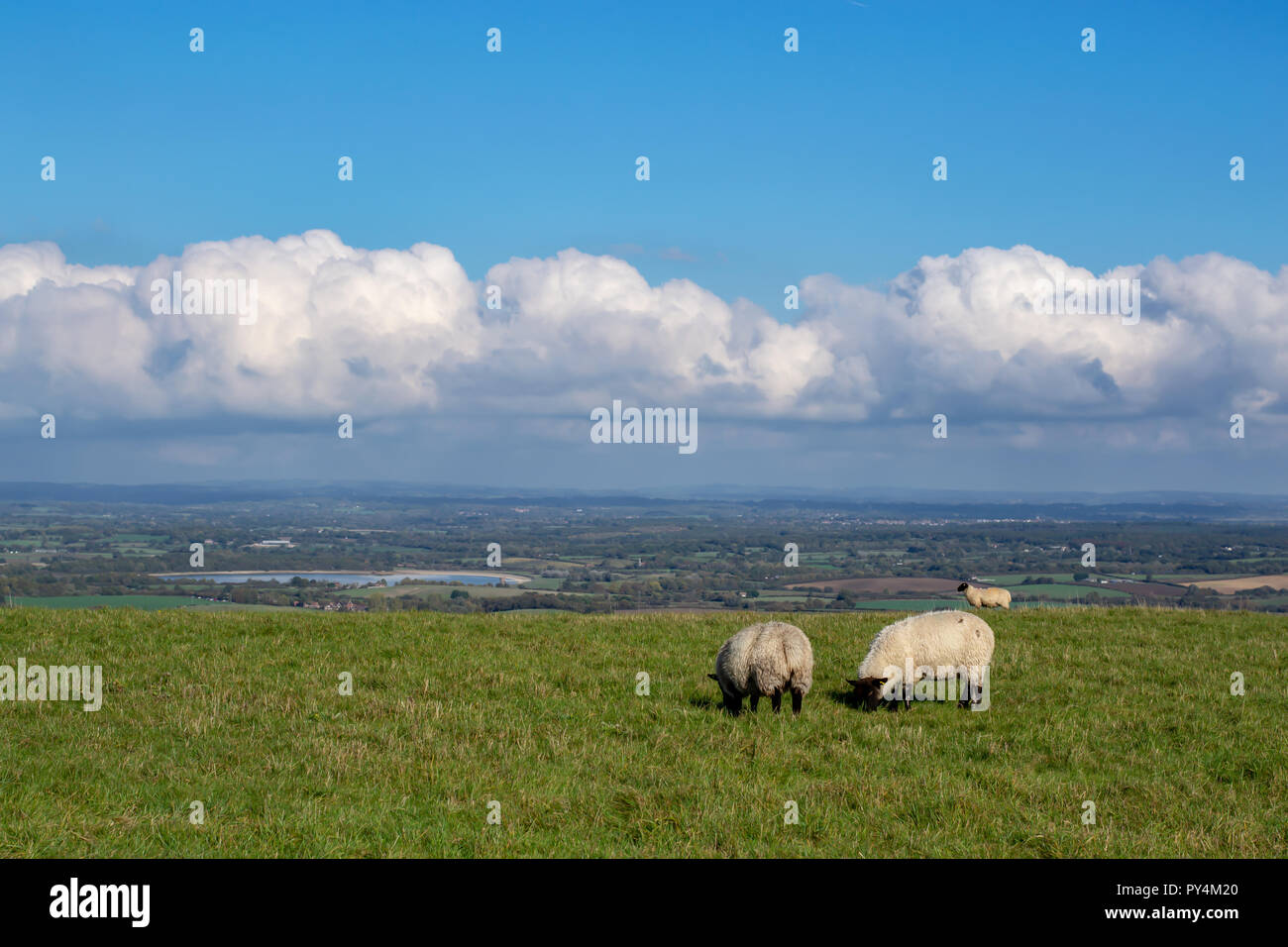 Pecore in un campo del South Downs. Una giornata di sole con alcune nuvole. Vista sulla valle. Foto Stock