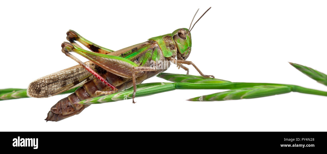 Cricket su un'erba davanti a uno sfondo bianco Foto Stock